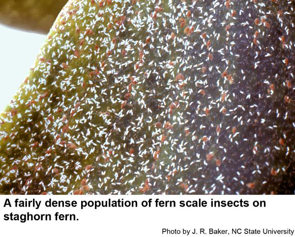 fern scale insect population